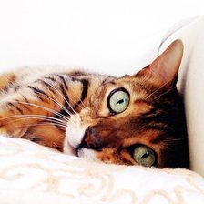 Схема вышивки «просто кот)»