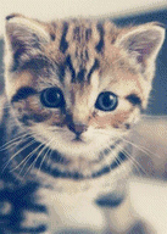 котенок - кошки, животные - предпросмотр