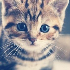 Схема вышивки «котенок»