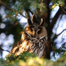 Схема вышивки «Рогатая сова»