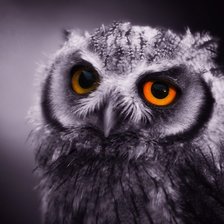 Схема вышивки «Совушка»