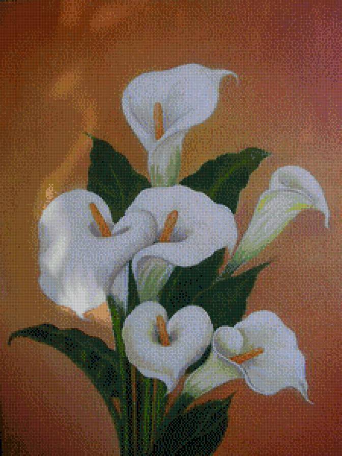 калы - цветы - предпросмотр