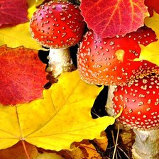 Схема вышивки «дары осени»