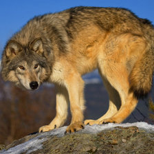 Схема вышивки «Волк»