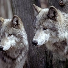 Схема вышивки «Пара волков»