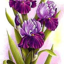 Схема вышивки «Ирис 1»