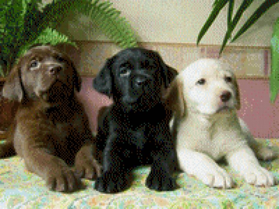 Щенки - щенки, собаки - предпросмотр