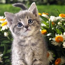 Схема вышивки «котенок»