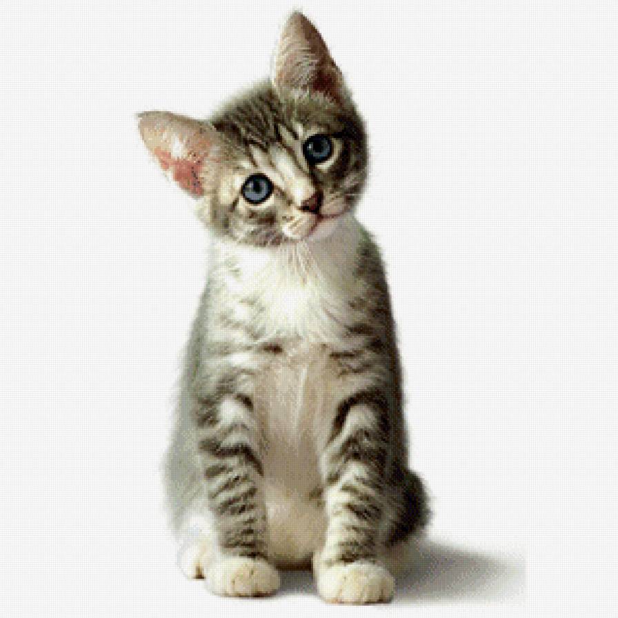котенок - котенок, животные, кошка - предпросмотр