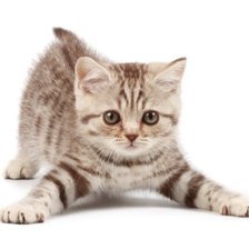 Схема вышивки «котенок»