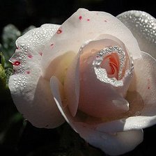 Схема вышивки «роза»