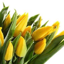 Схема вышивки «тюльпаны»