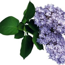 Схема вышивки «сирень»