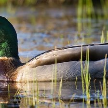 Схема вышивки «утка на озере»
