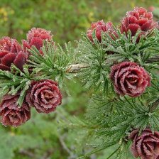 Схема вышивки «лиственница»