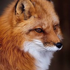 Схема вышивки «лисичка»