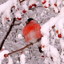 Схема вышивки «№561356»