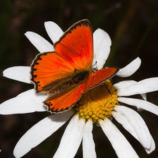 Схема вышивки «баюочка и ромашка»