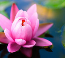 Схема вышивки «Кувшинка»