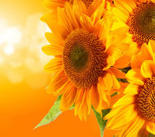 Схема вышивки «Подсолнухи»