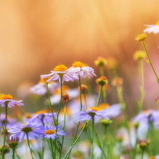 Схема вышивки «ромашки»