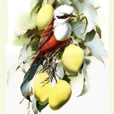 Схема вышивки «птицы»