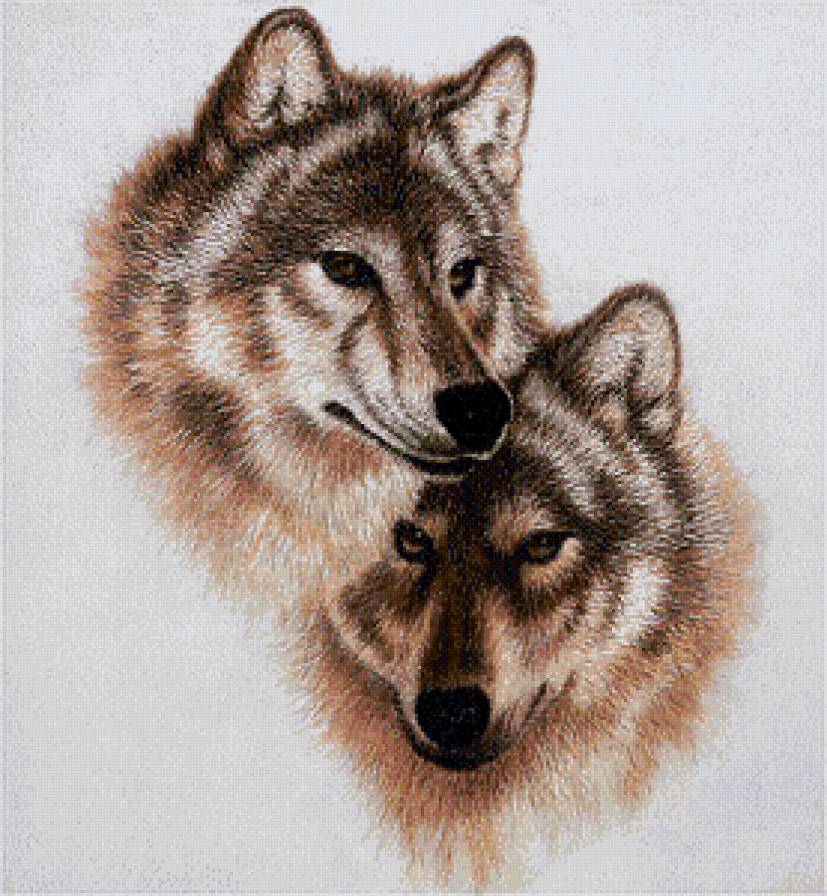 волки - природа, волки, пара, животные - предпросмотр