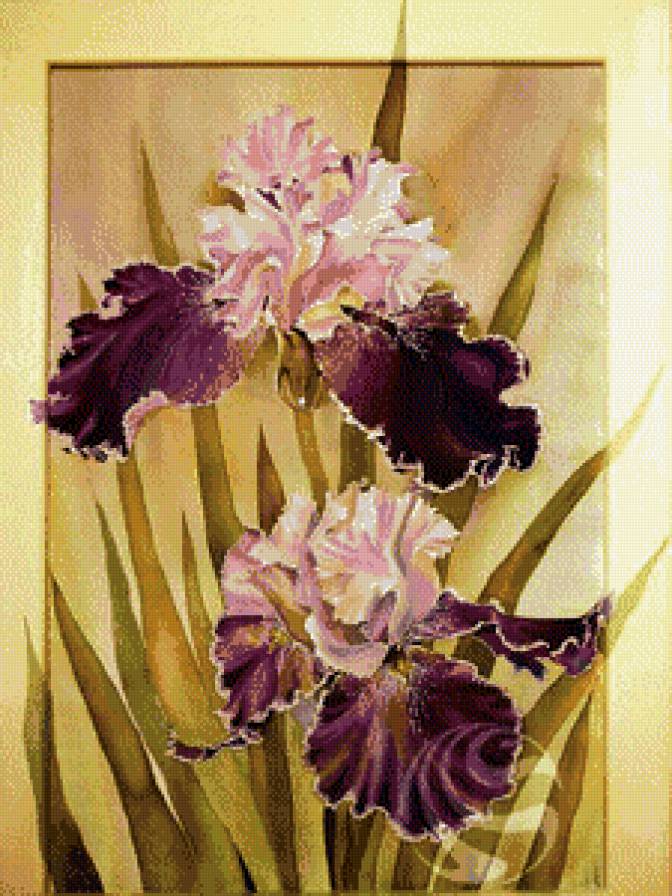 ирисы - картина, ирисы, пано, цветы, природа - предпросмотр