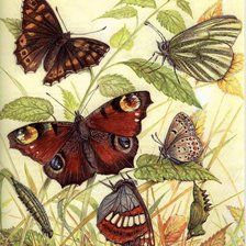 Схема вышивки «бабочки»