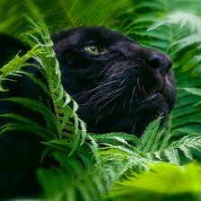 Схема вышивки «пума влесу»