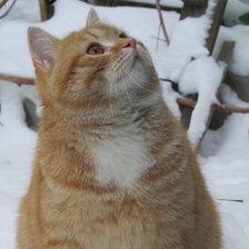 Схема вышивки «Рыжий котик»