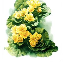 Схема вышивки «kaczence»