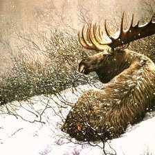 Схема вышивки «сохатый на отдыхе»