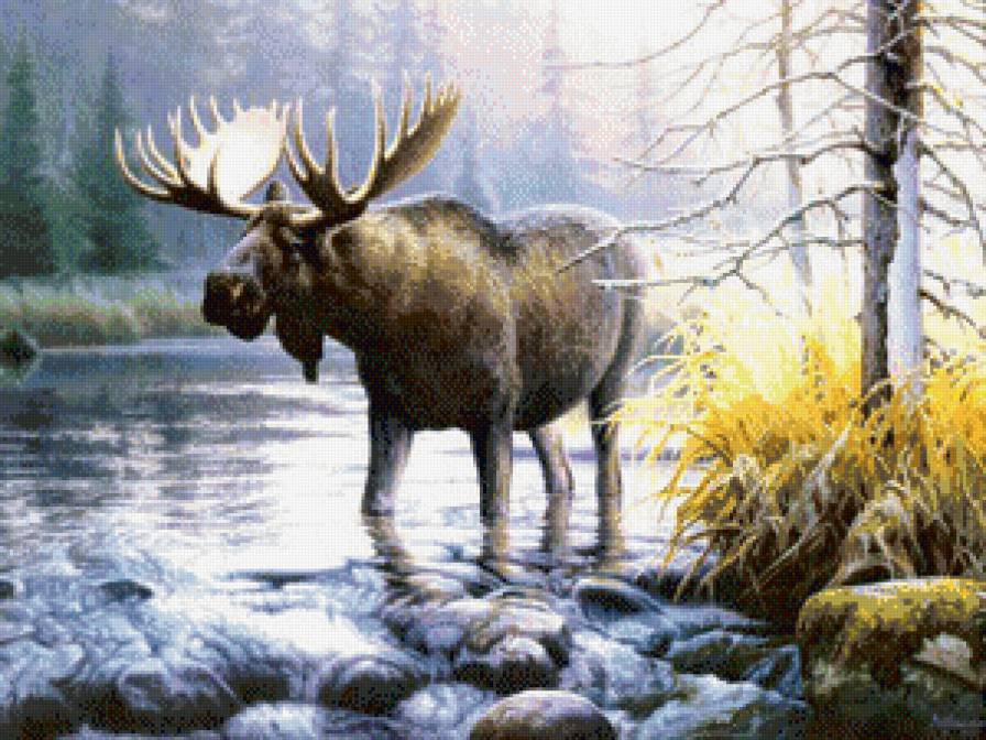 сохатый на водопое - ручей, пейзаж, олени, природа, животные, лось - предпросмотр