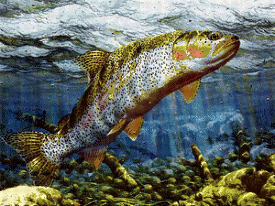 рыба - рыбы, природа, подводный мир - предпросмотр