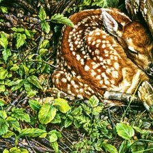 Схема вышивки «спрятался»