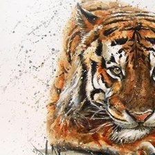 Схема вышивки «Тигр акварель ч.1»