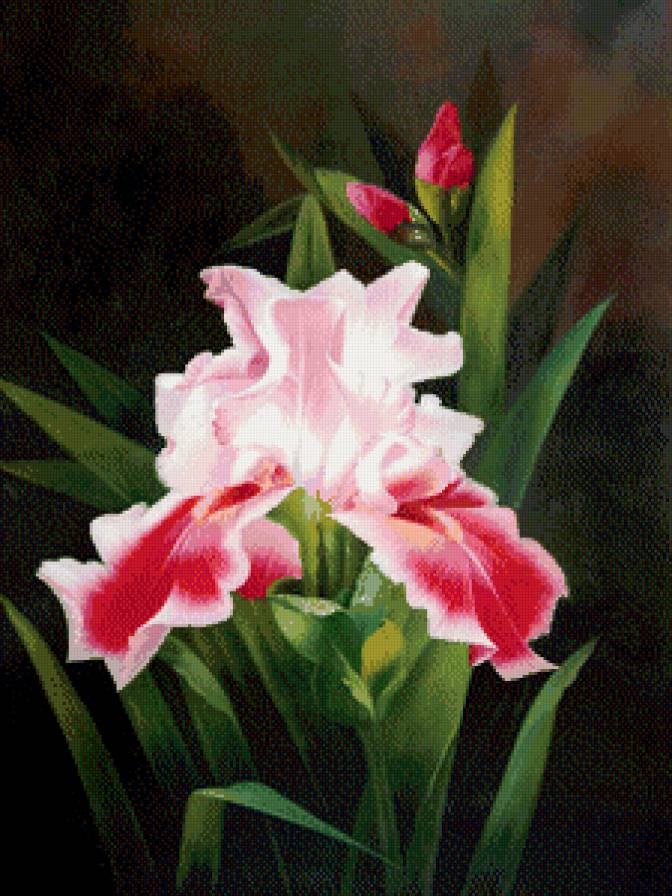 пано ирис - пано, цветы, ирисы, природа, картина - предпросмотр