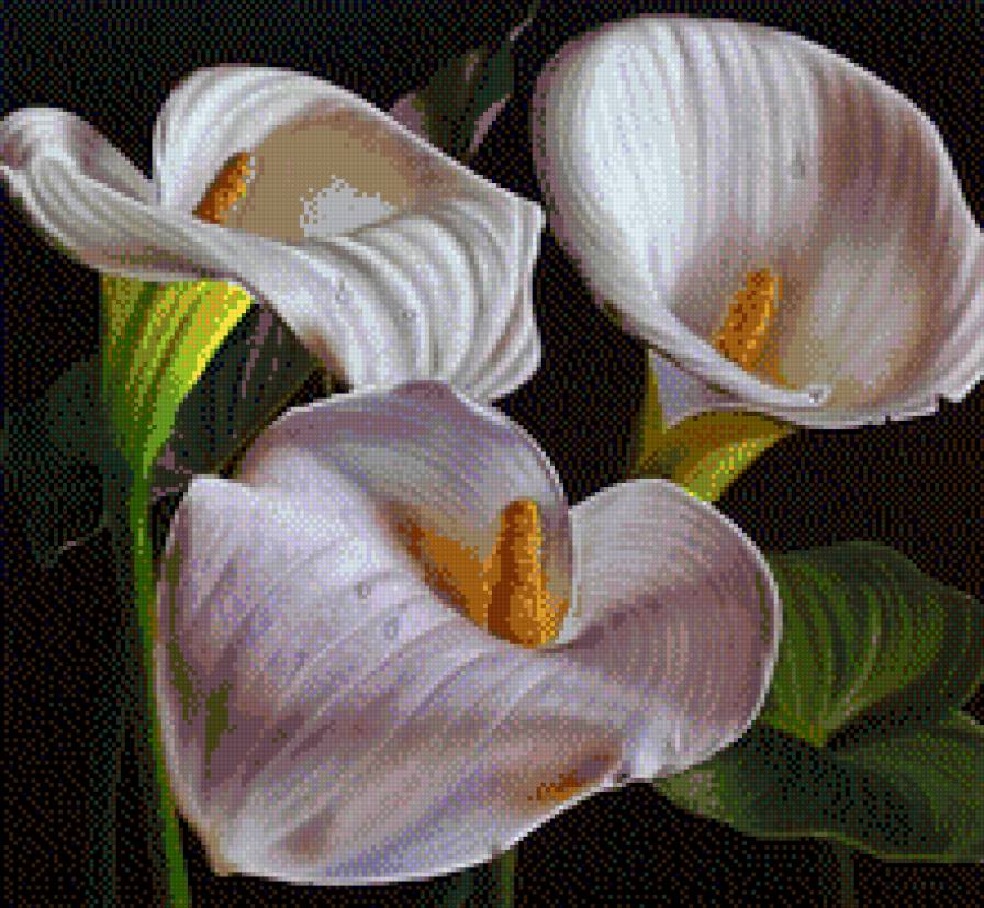 каллы - предпросмотр