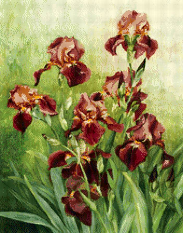 пано ирисы - картина, пано, цветы, природа, ирисы - предпросмотр