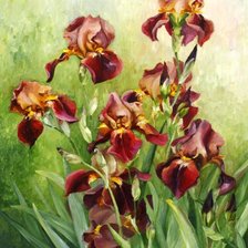 пано ирисы