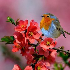 Схема вышивки «на сакуре»