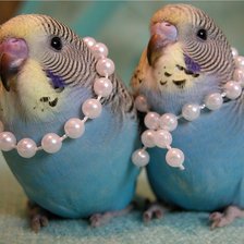 Схема вышивки «милая пара»