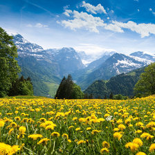 Схема вышивки «Одуванчиковый луг»