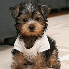 Схема вышивки «Щенок»