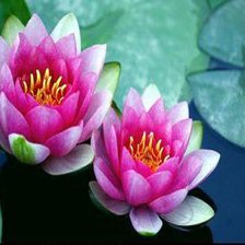 Схема вышивки «водные лилии»