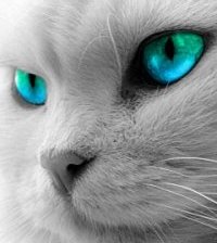 Схема вышивки «кошка»