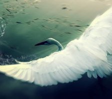 Одинокий лебедь