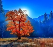 Схема вышивки «Одинокое дерево»