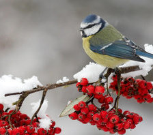 Схема вышивки «Синичка на рябине»